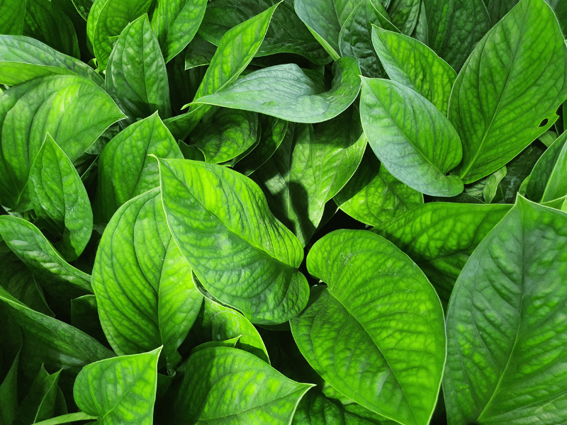 juvenile Monstera Pinnatipartita leaves 