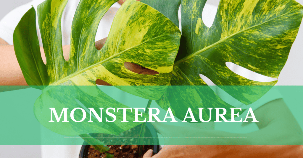 monstera aurea article header image