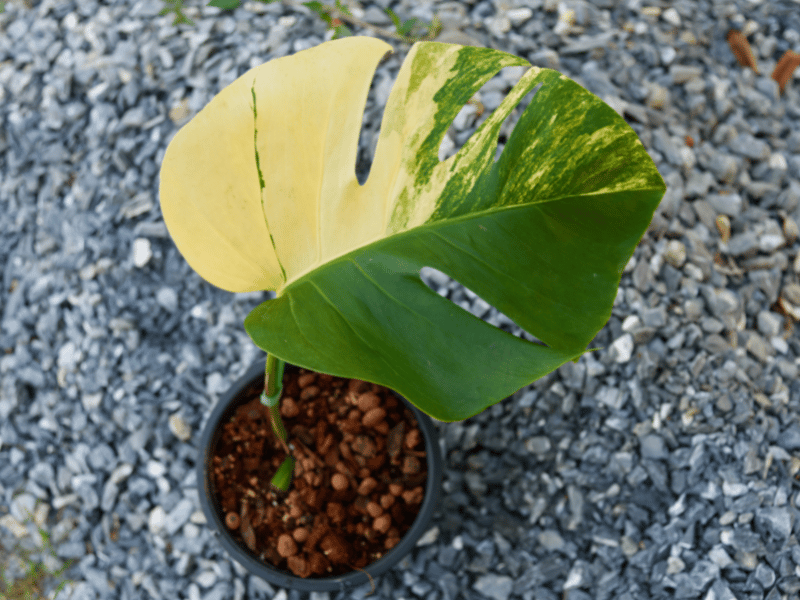 large monstera aurea leaf with variegation