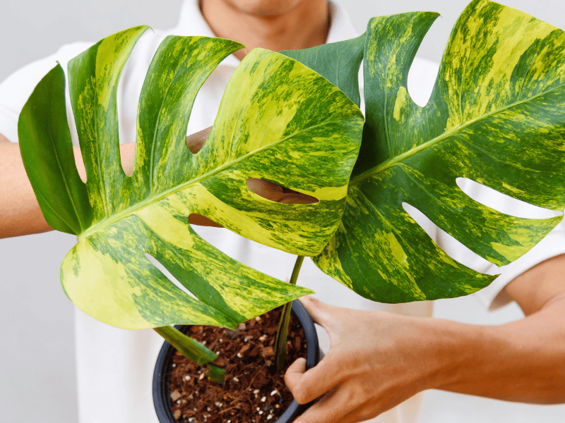 close up of monstera aurea leaves