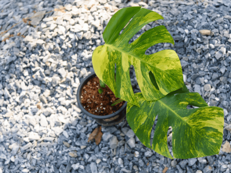 small monstera aurea in pot