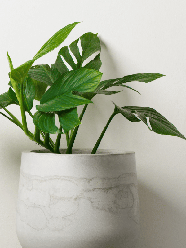 monstera pinnatipartita in ceramic pot