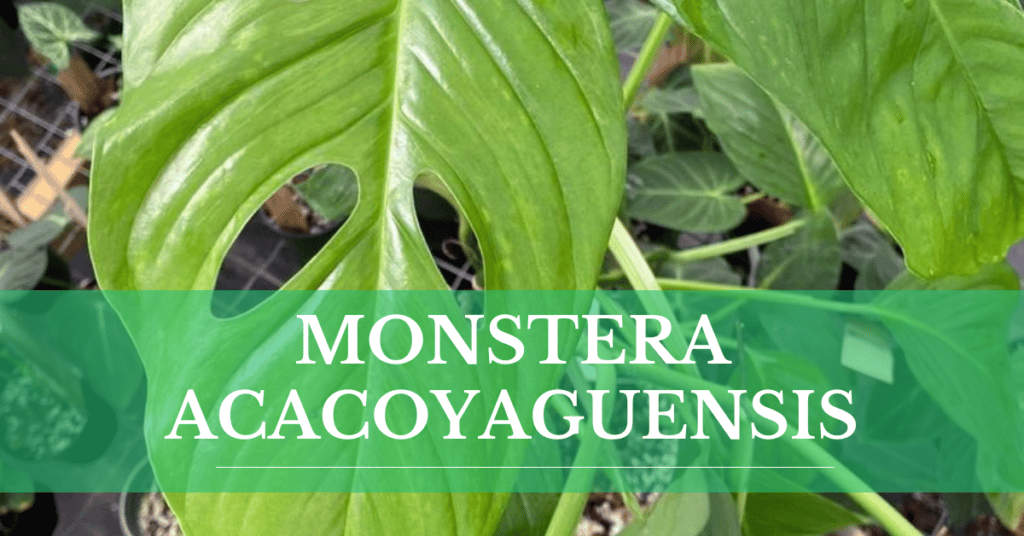 Monstera Acacoyaguensis