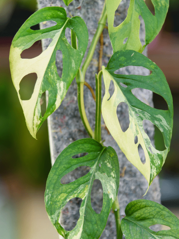 Monstera Acuminata
