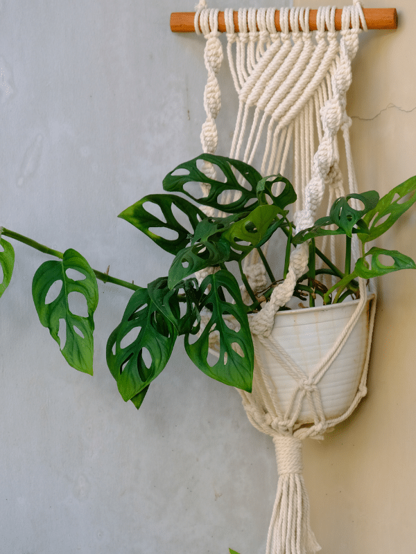 Monstera Adansonii