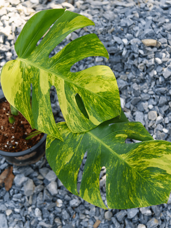 Monstera Acacoyaguensis