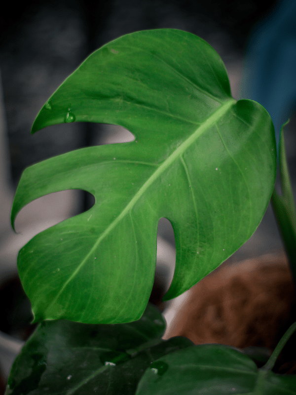 Monstera Borsigiana