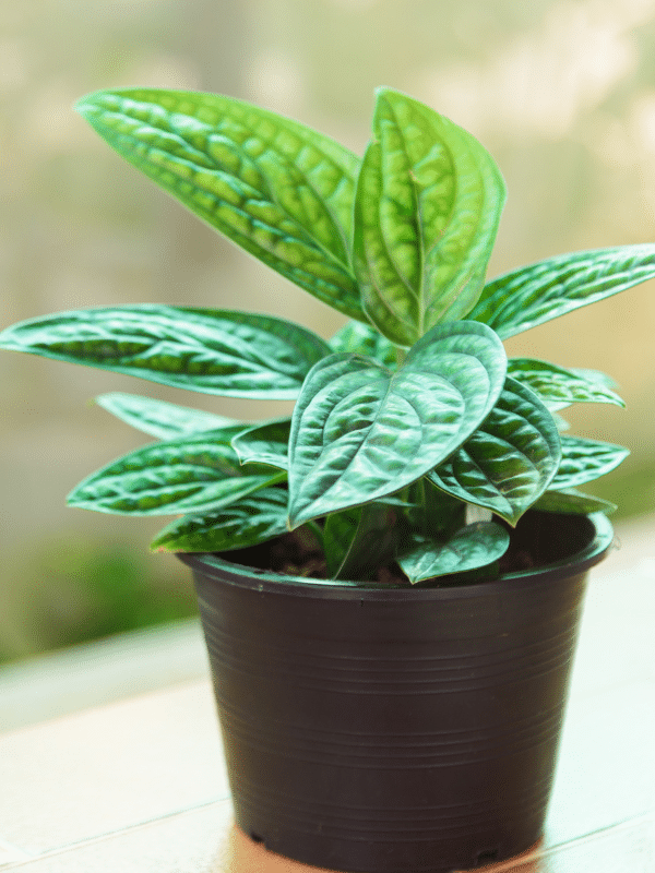 Monstera Karstenianum (Monstera Peru)