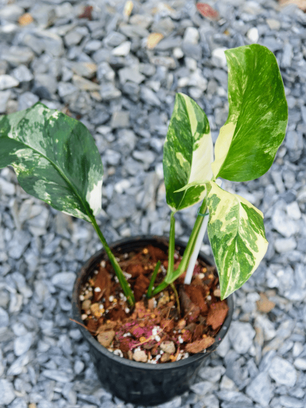Monstera Lechleriana
