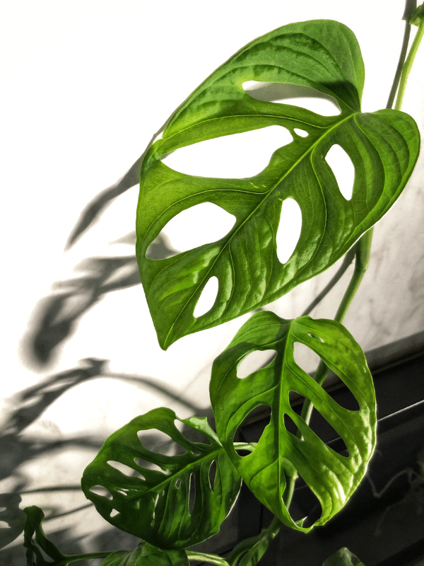 Monstera Obliqua