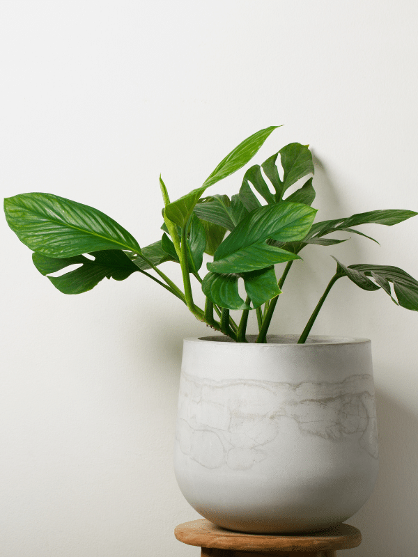 Monstera pinnatipartita