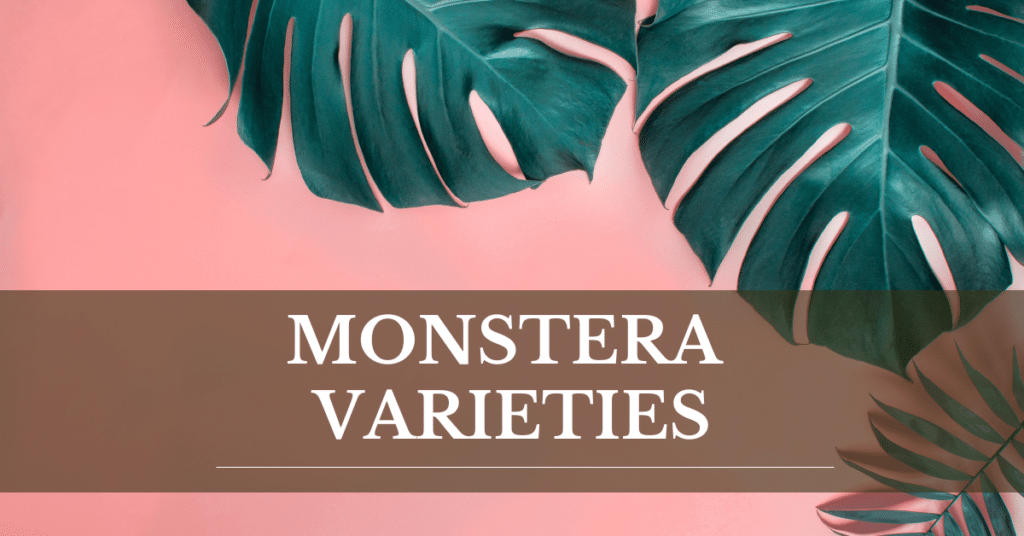 monstera varieties