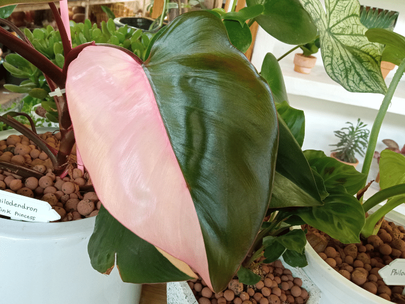 pink princess philodendron leaf close up