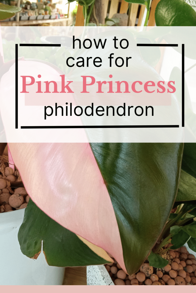 pink princess philodendron pin