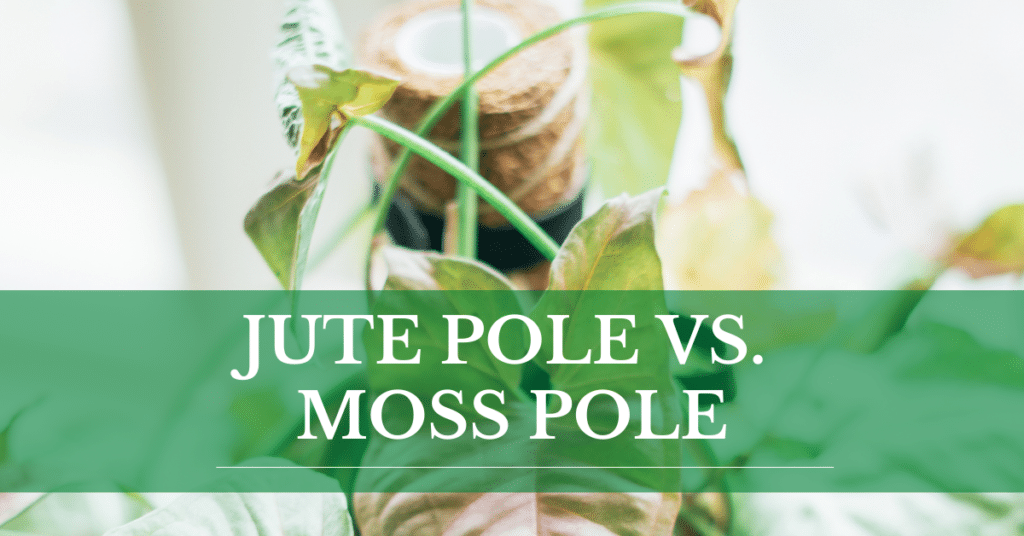 jute pole vs moss pole
