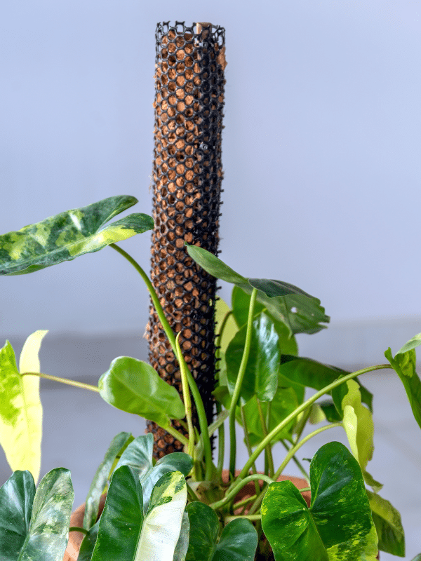 moss pole