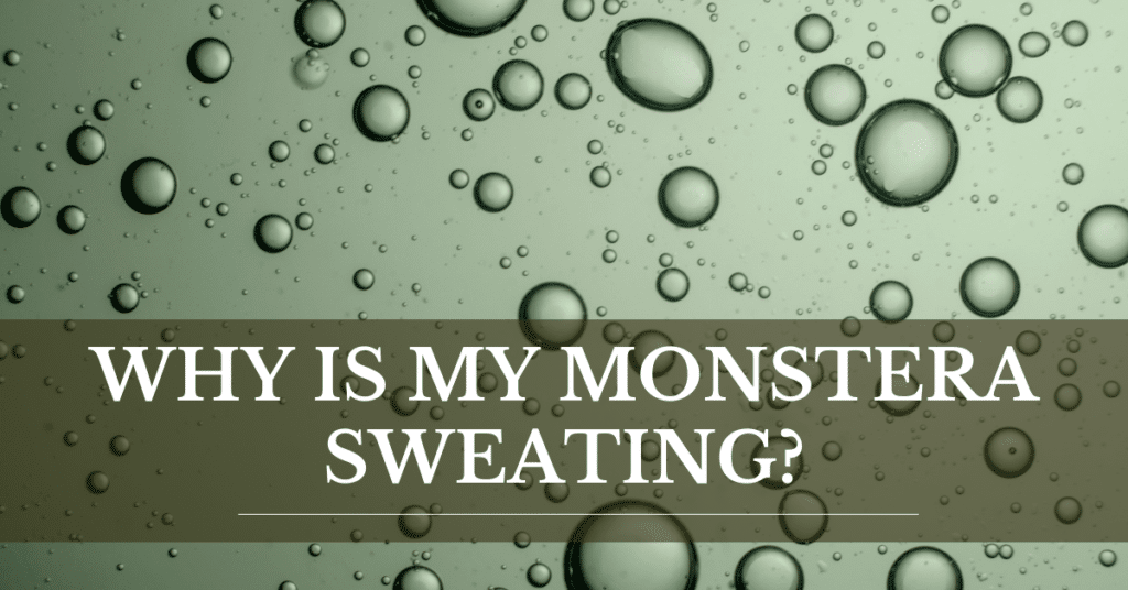why is my monstera sweating