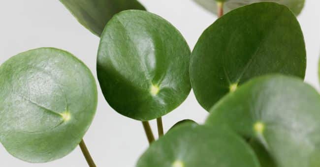 Pilea Peperomioides