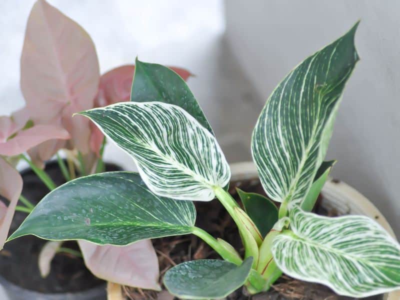 philodendron birkin and syngonium