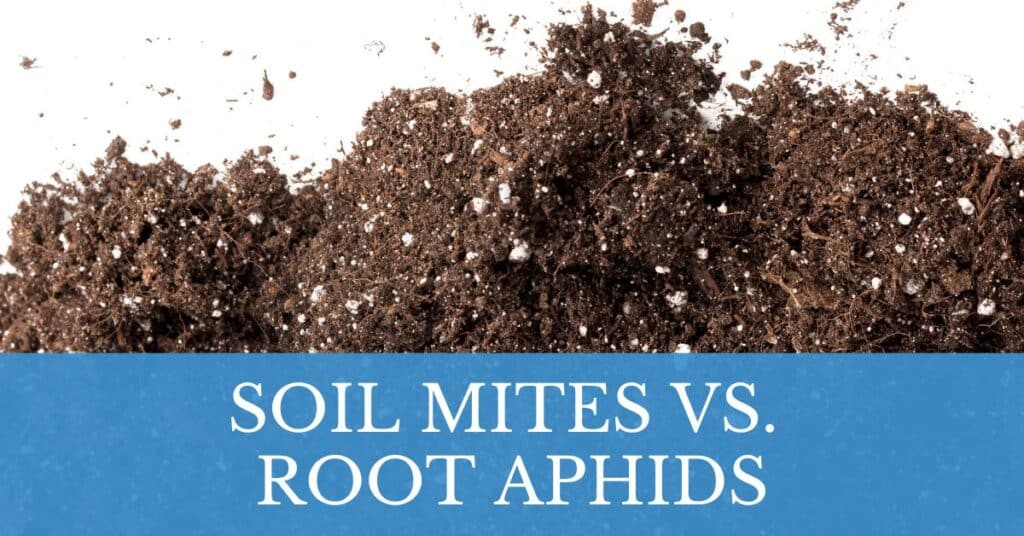 soil mites vs root aphids