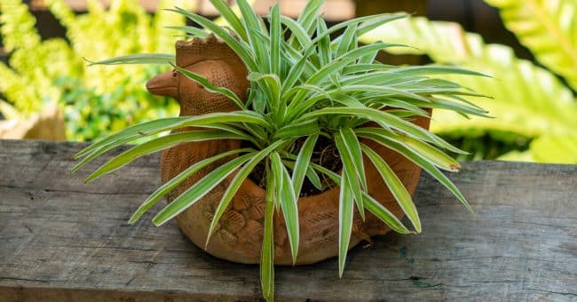 spider plant