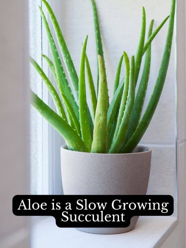 aloe is a slow growing succulent