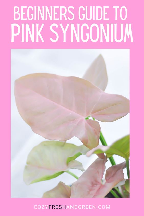 beginners guide to pink syngonium