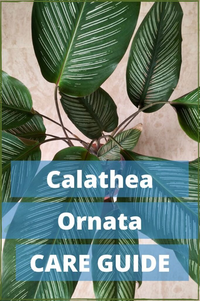 calathea ornata care guide