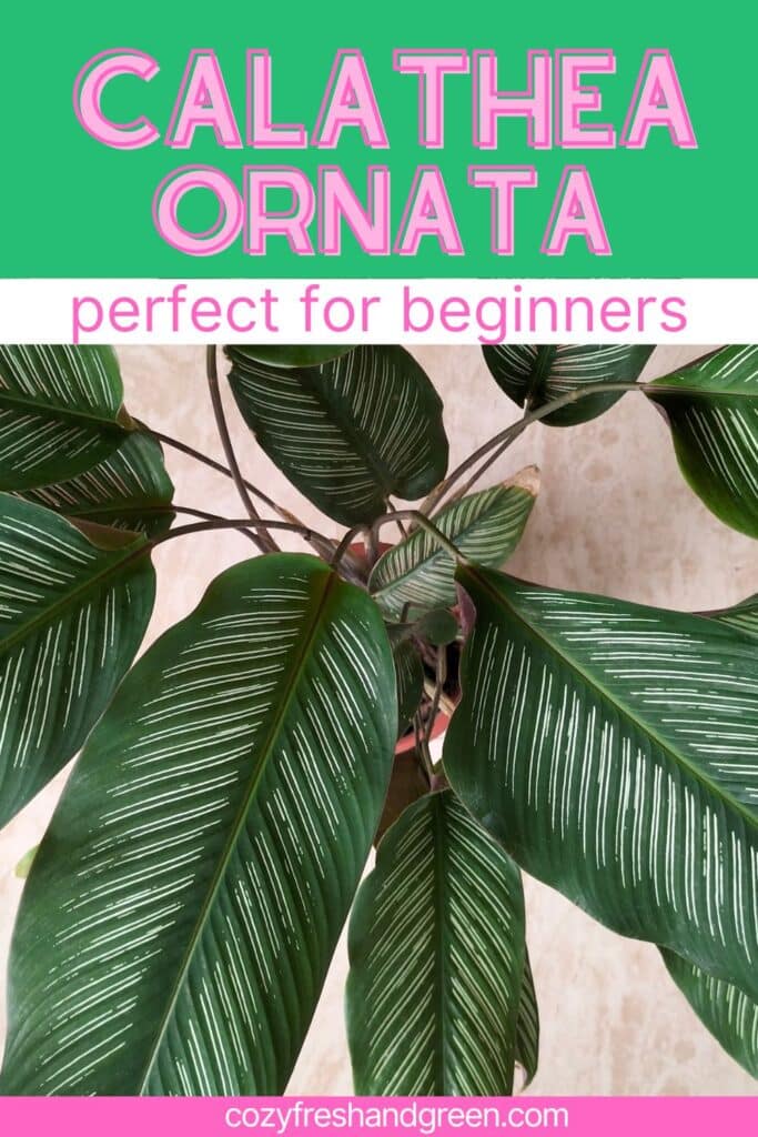 calathea ornata for beginners