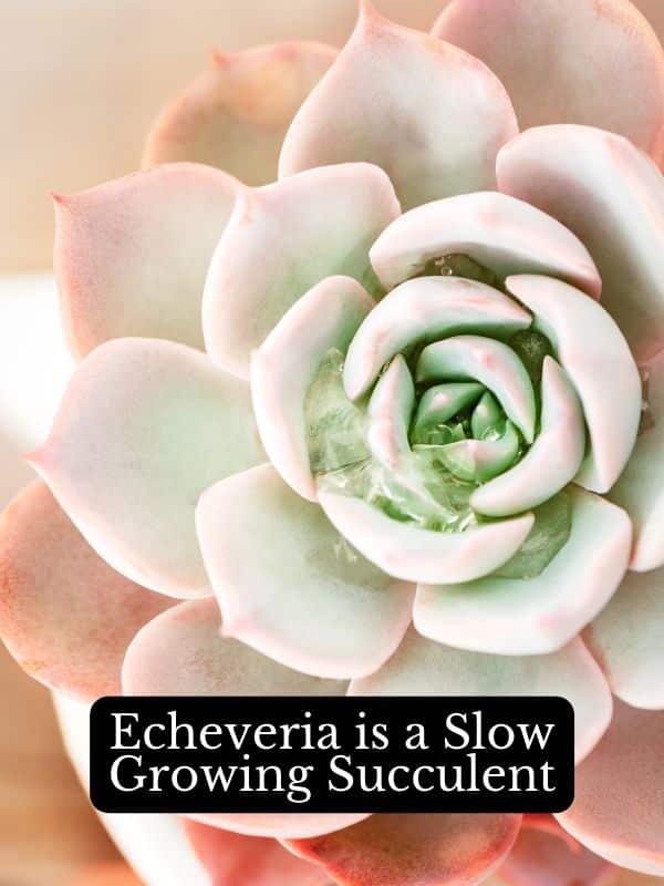 Echeveria is a slow growing succulent