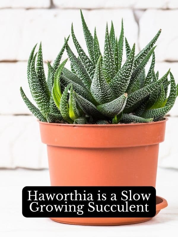 haworthia is a slow growing succulent