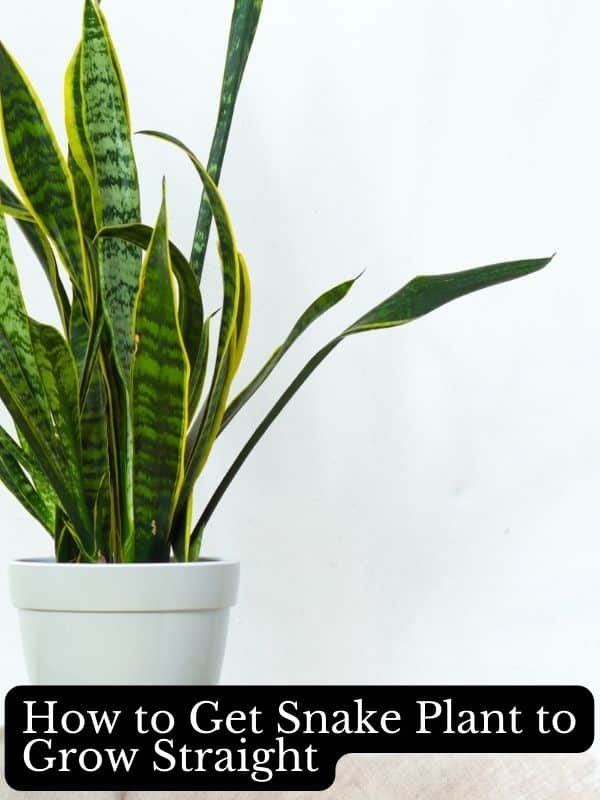 snake plant not growing straight up