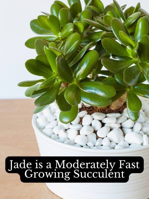 jade is a moderately fast growing succulent
