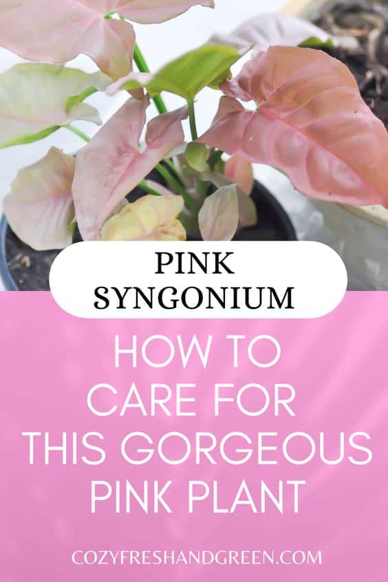how to care for pink syngonium