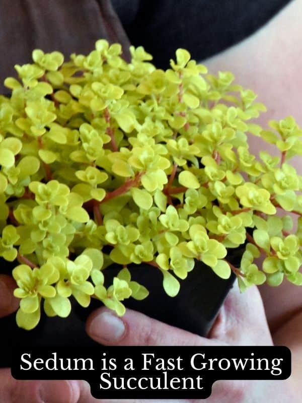 sedum is a fast growing succulent