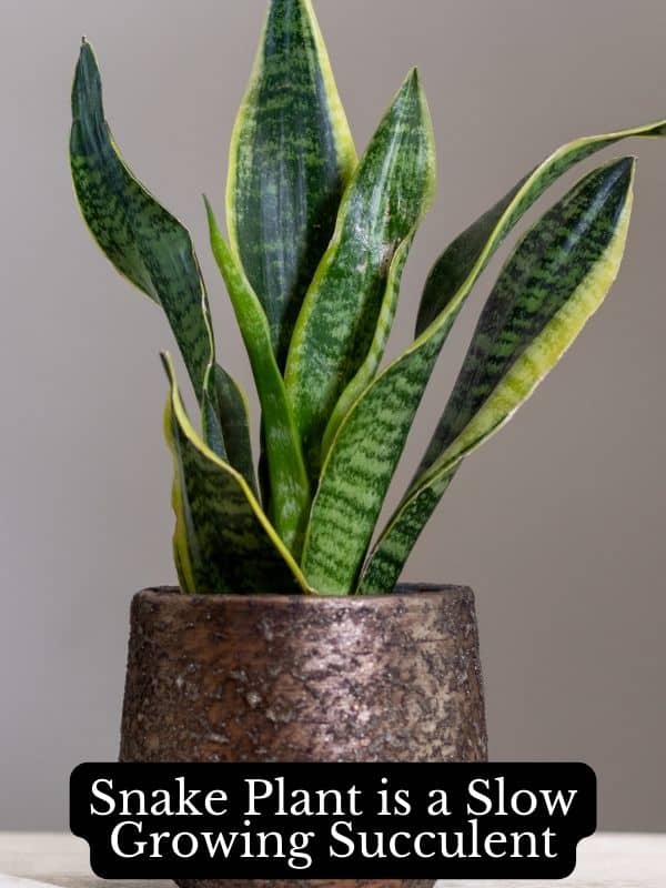 snake plant is a slow growing succulent