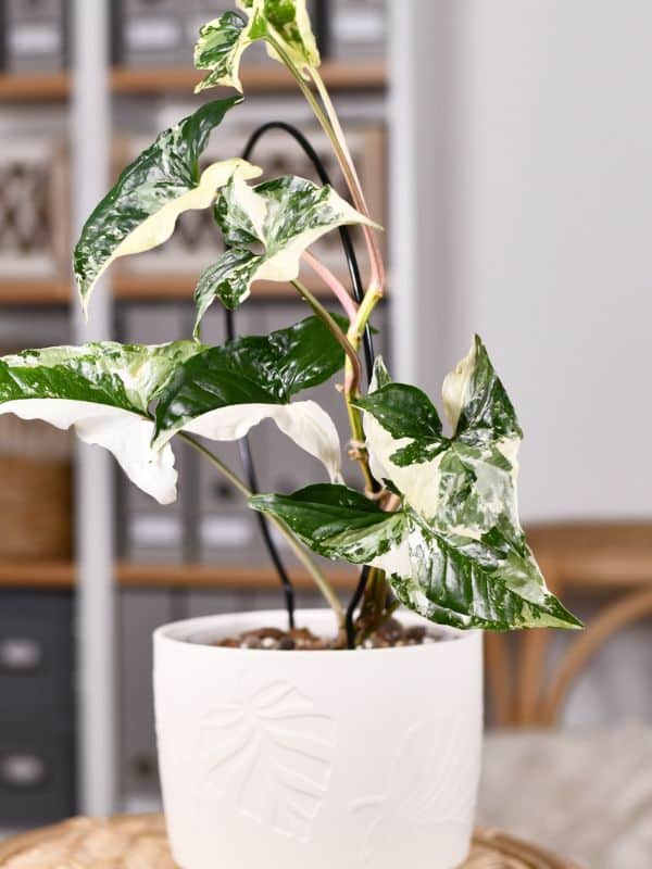 syngonium albo