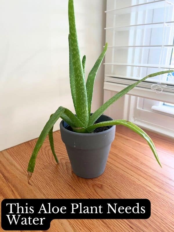 aloe plant that needs to be watered
