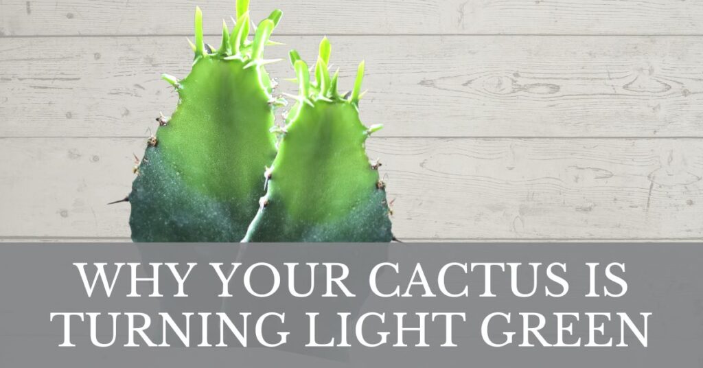 why is my cactus turning light green