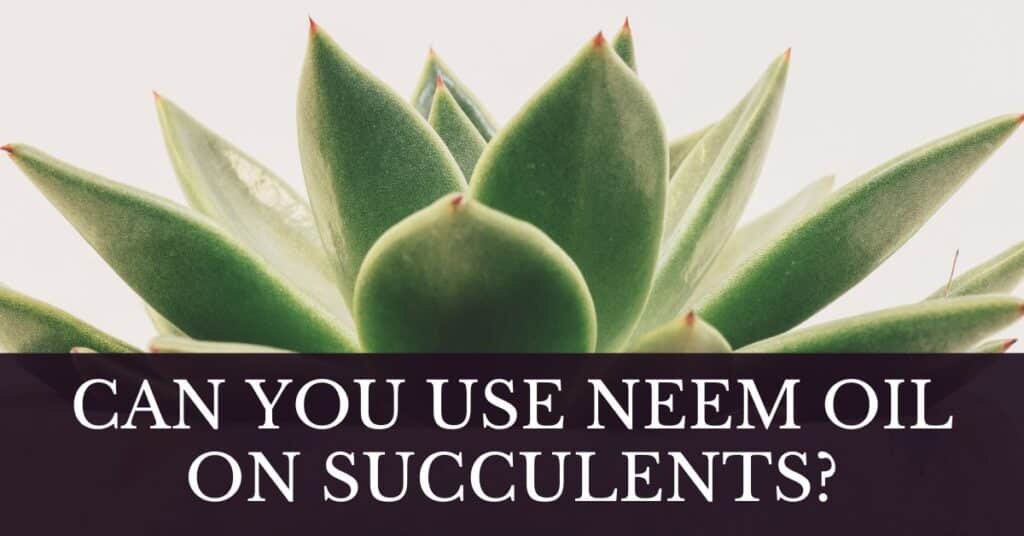 can you use neem oil on succulents?