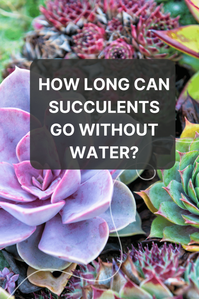 how long can succulents go without water