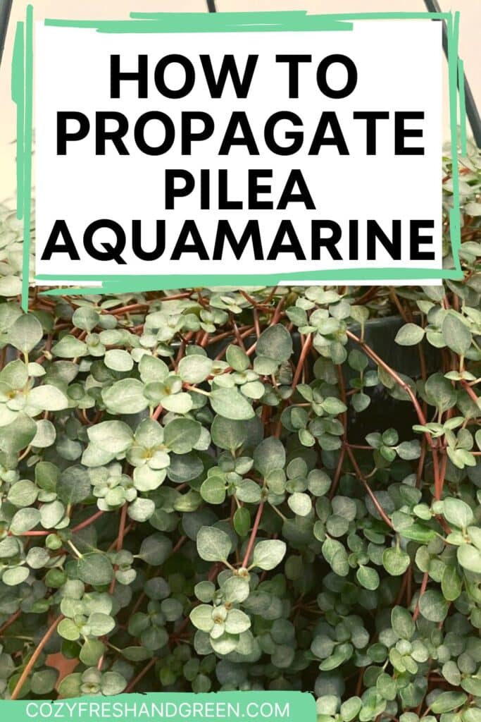 HOW TO  PROPAGATE PILEA AQUAMARINE
