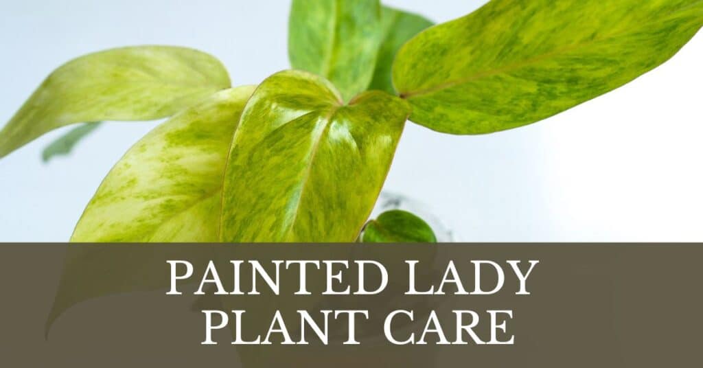 painted lady plant care
