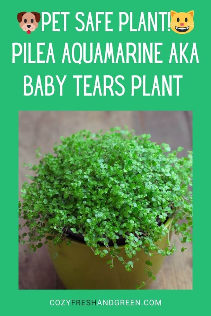 pilea aquamarine is a pet safe plant