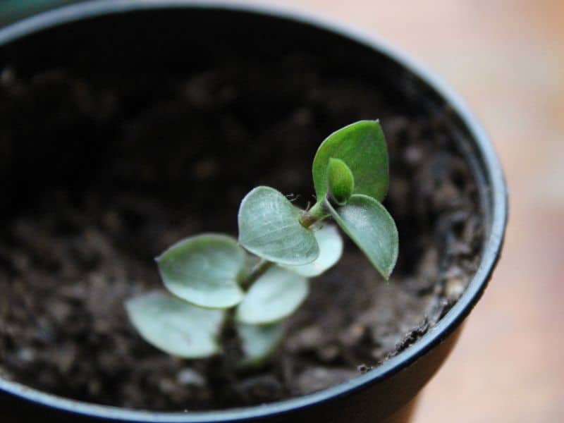 pila aquamarine plant clipping in soil