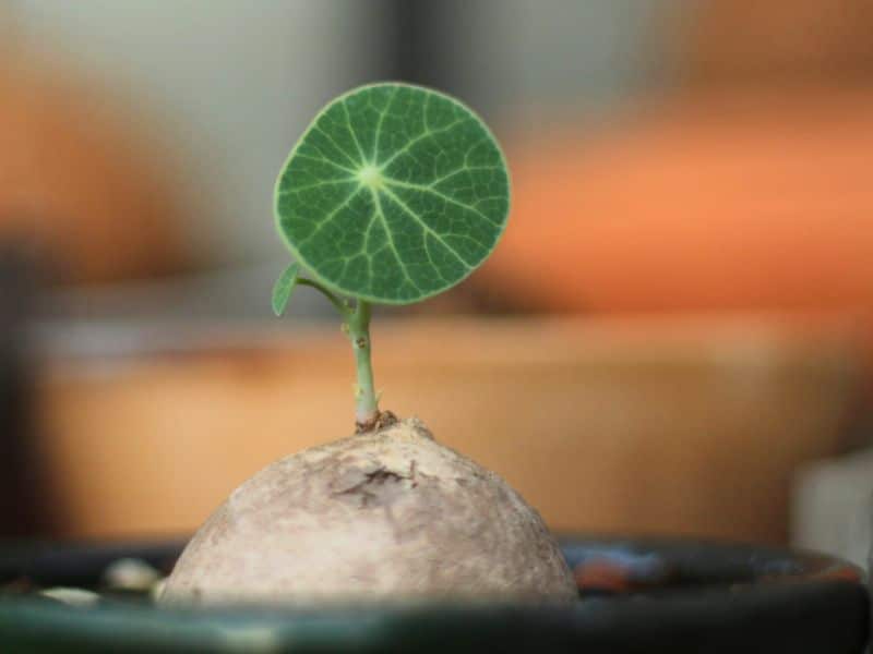 stephania erecta potato like root