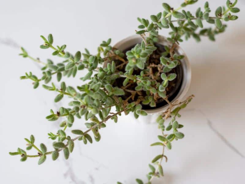 Delosperma Echinatum