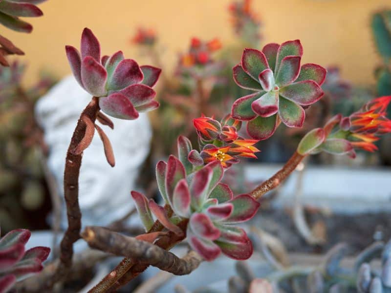 Echeveria Pulvinata