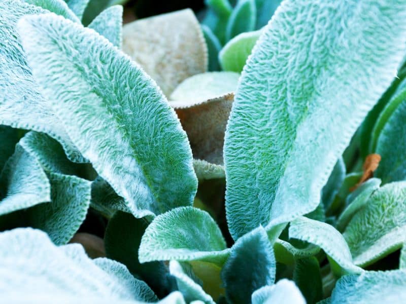 Hairy Cushion Crassula