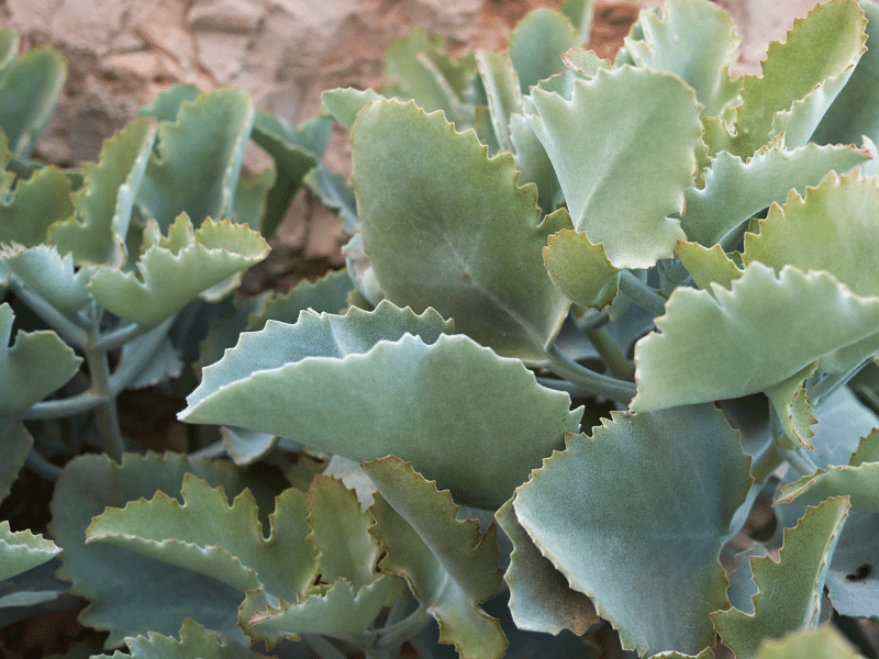 Kalanchoe Beharensis